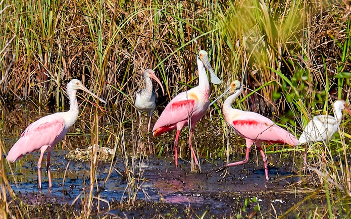 Roseate Spoonbills wading in marsh during National Park airboat tour.