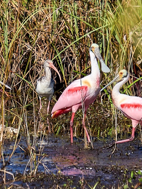 Roseate Spoonbills wading in marsh during National Park airboat tour.