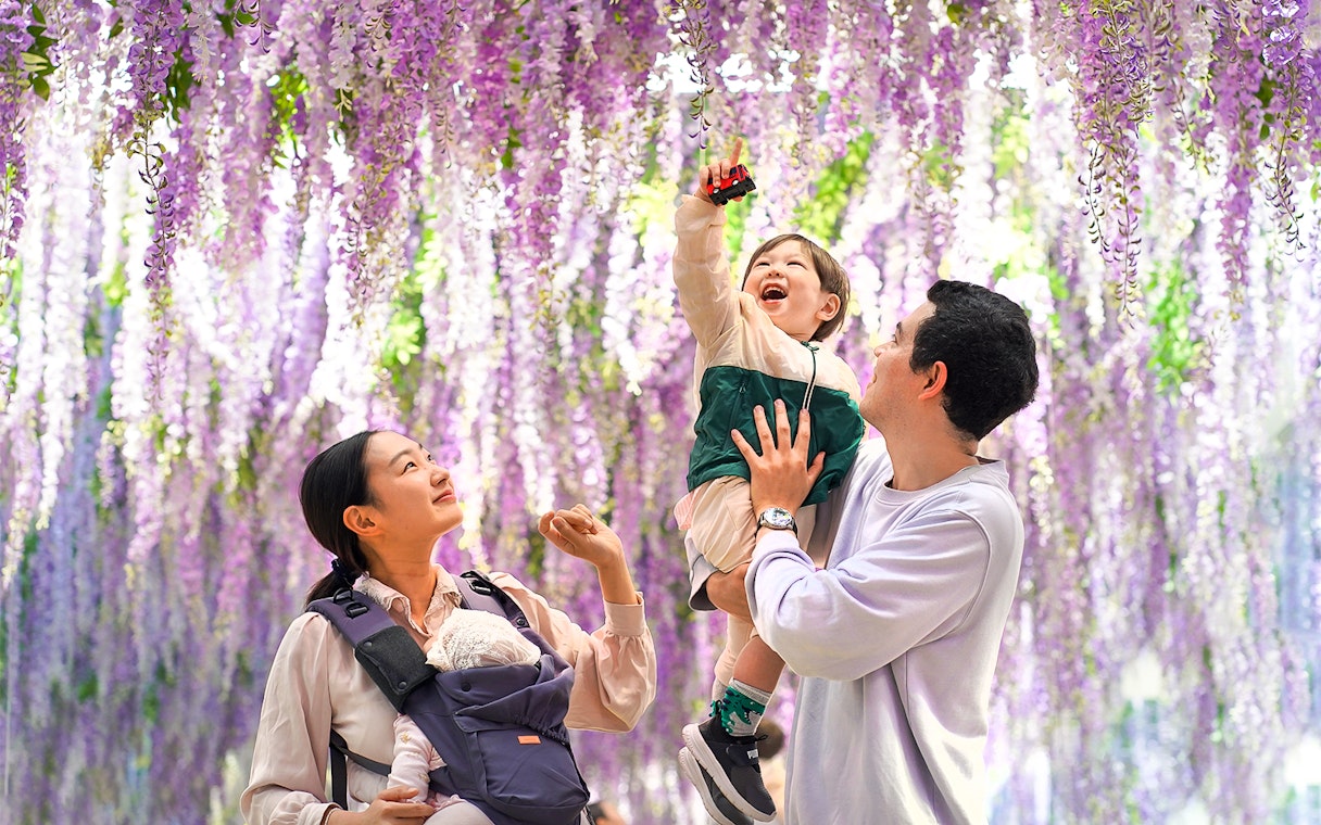Family enjoying purple wisteria flowers at Gapyeong Begonia Bird Park.