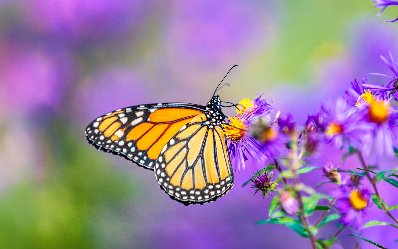Butterfly resting on a vibrant flower at Dubai Butterfly Garden.