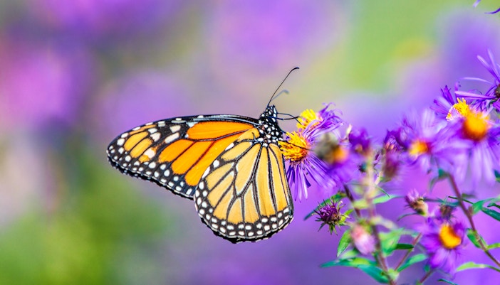 Butterfly resting on a vibrant flower at Dubai Butterfly Garden.