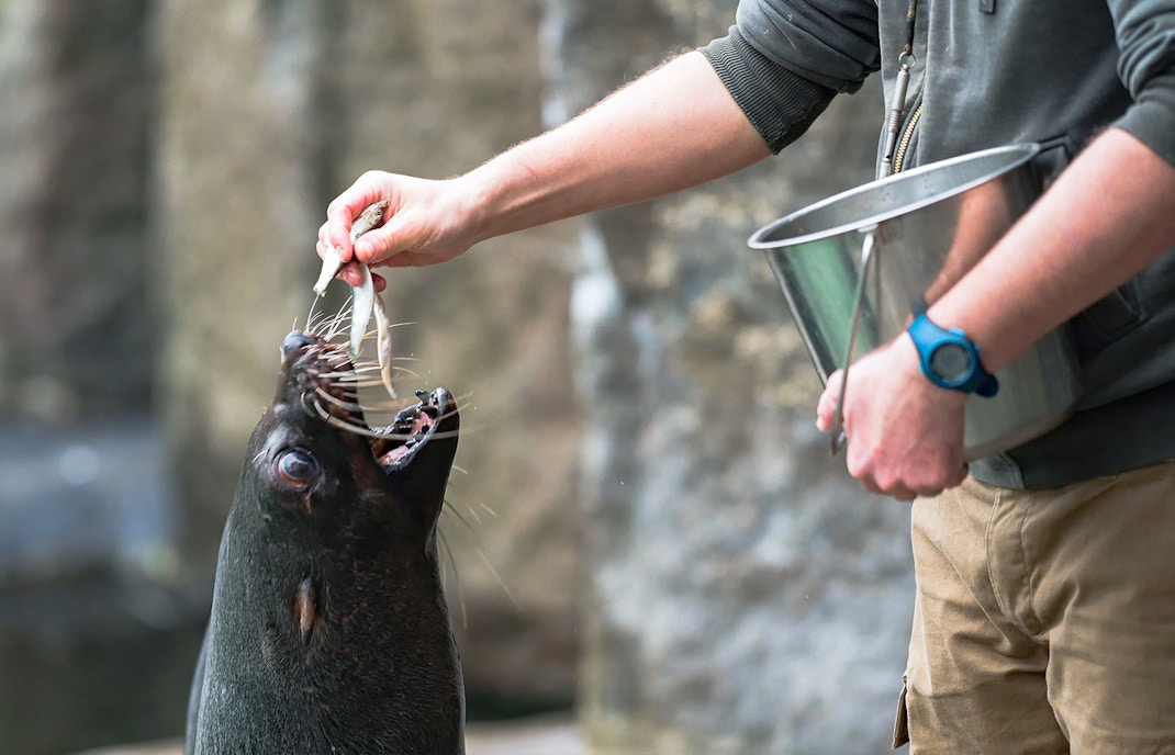 seals for the wild at taronga zoo, sydney