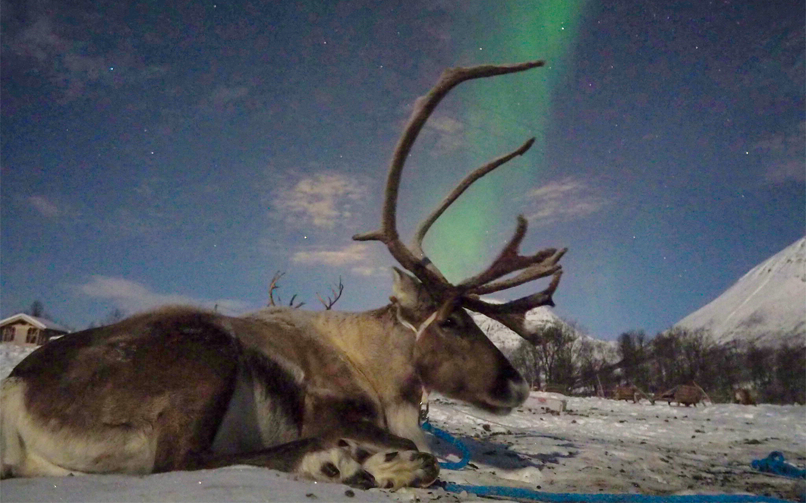 View of reindeers with northern light visible in the background