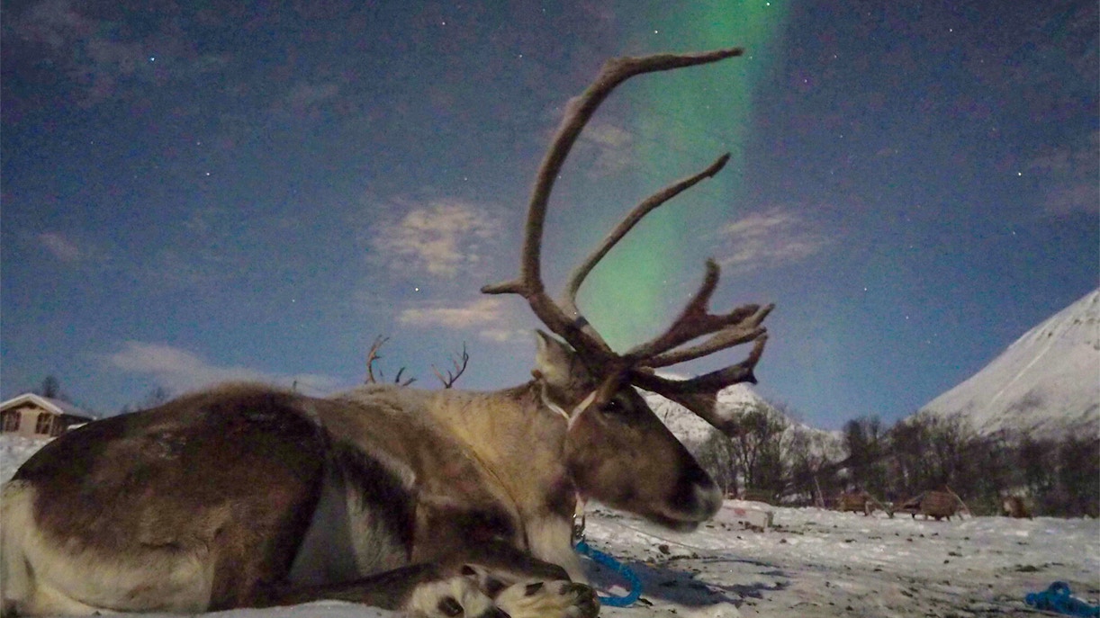 View of reindeers with northern light visible in the background