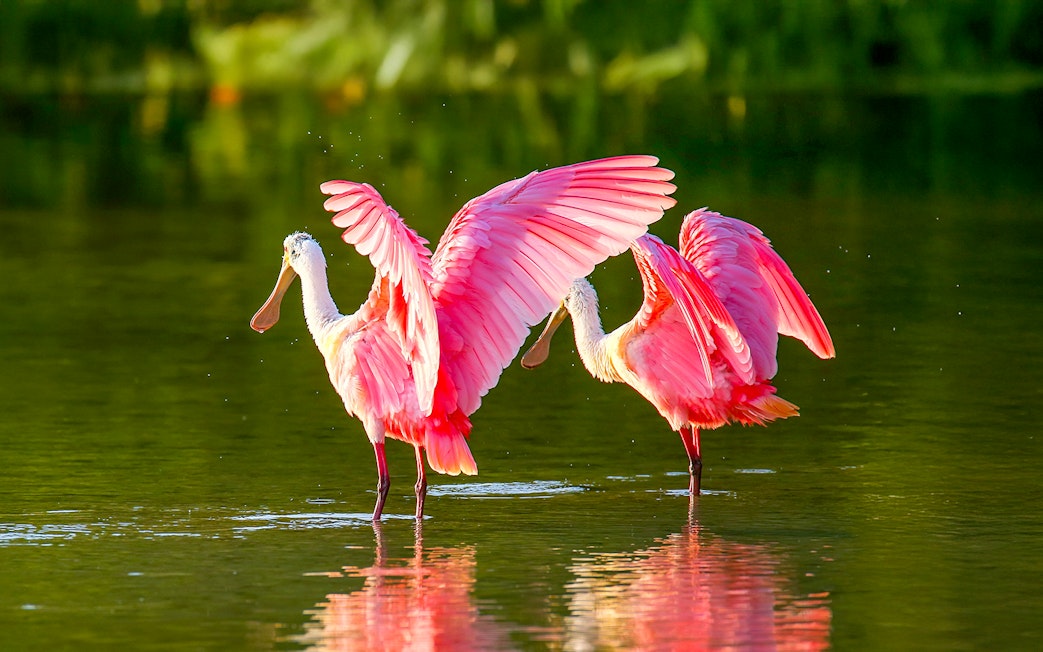Roseate spoonbills wading in Everglades National Park during airboat tour.