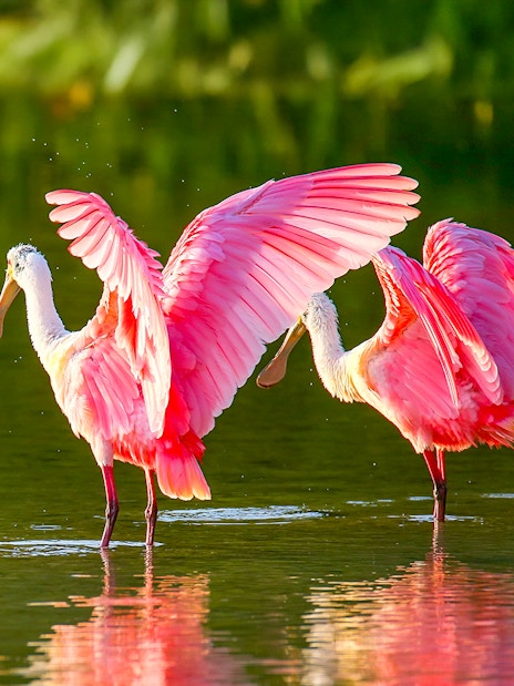 Roseate spoonbills wading in Everglades National Park during airboat tour.