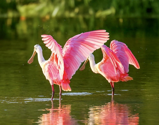 Roseate spoonbills wading in Everglades National Park during airboat tour.