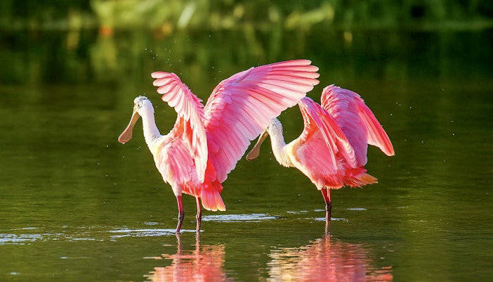 Roseate spoonbills wading in Everglades National Park during airboat tour.