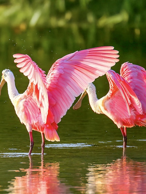 Roseate spoonbills wading in Everglades National Park during airboat tour.