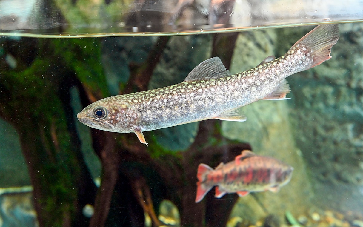Spotted fish swimming in a tank at Sunshine Aquarium, Tokyo.
