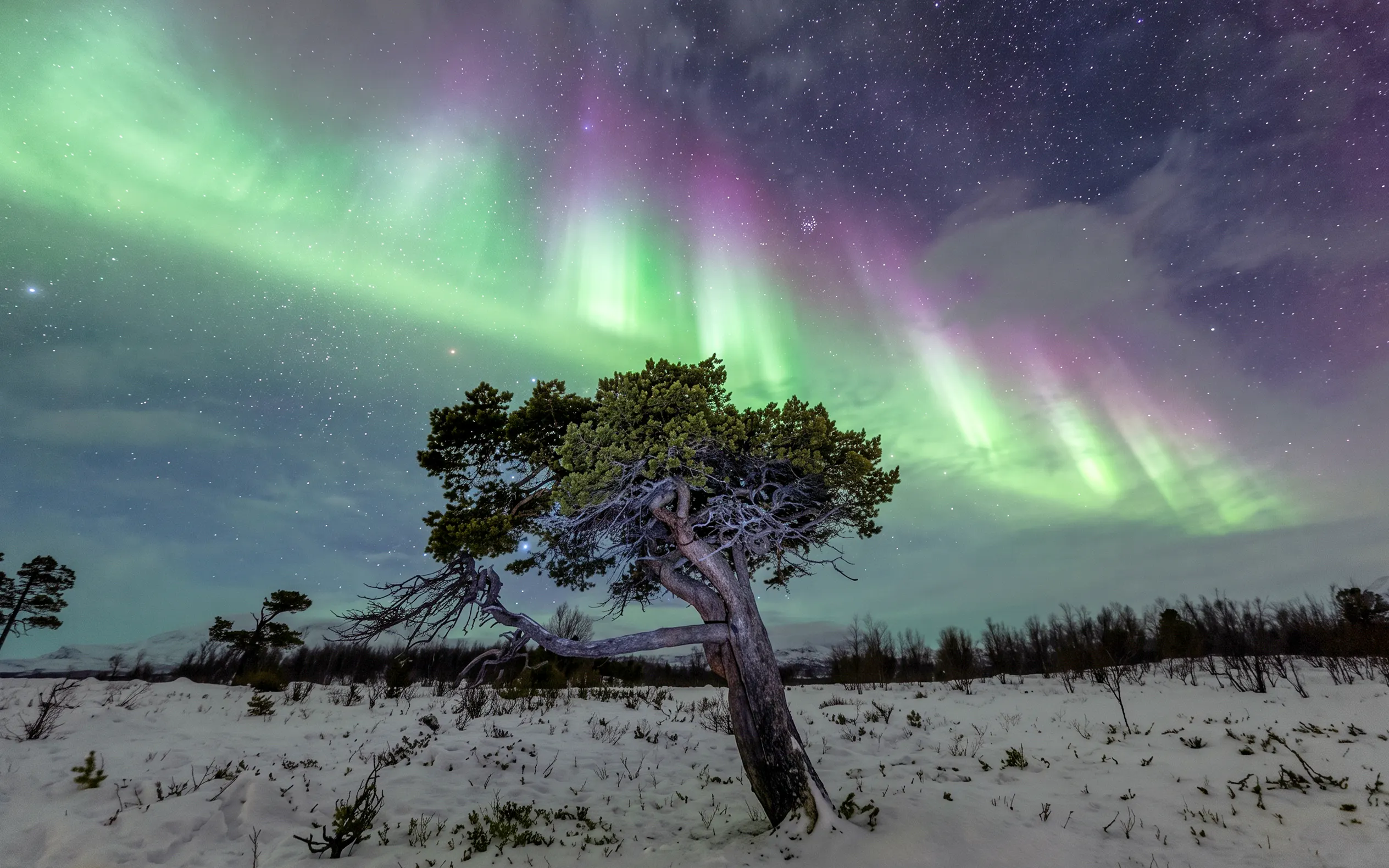 Northern lights over snowy landscape with tree in Abisko, Sweden.