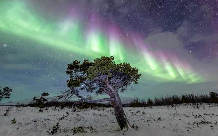 Northern lights over snowy landscape with tree in Abisko, Sweden.