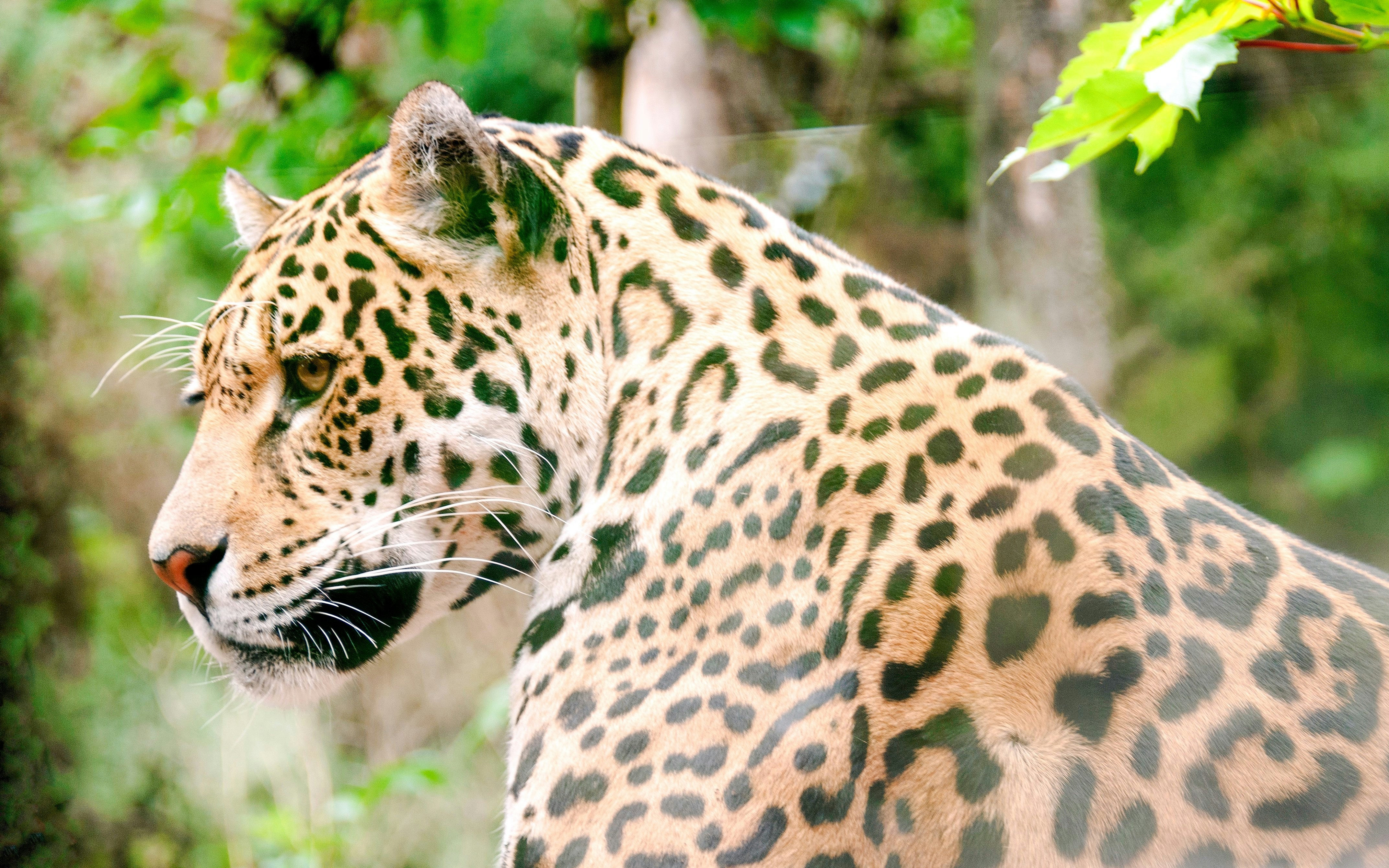 Leopard in natural habitat at Edinburgh Zoo.