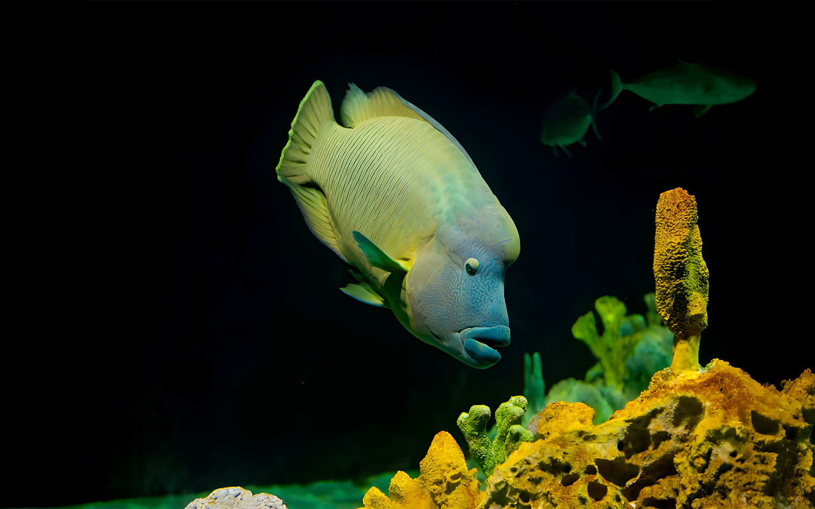 Napoleon wrasse swimming near coral at Livorno Aquarium.