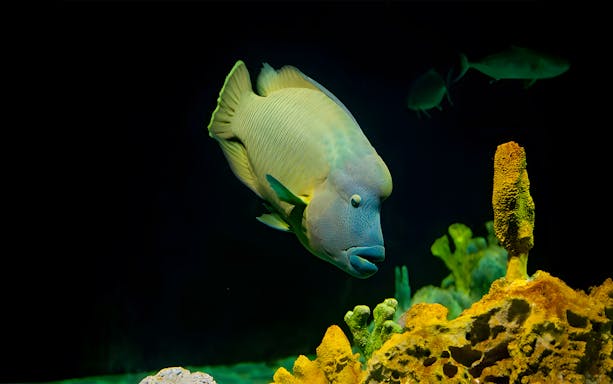 Napoleon wrasse swimming near coral at Livorno Aquarium.