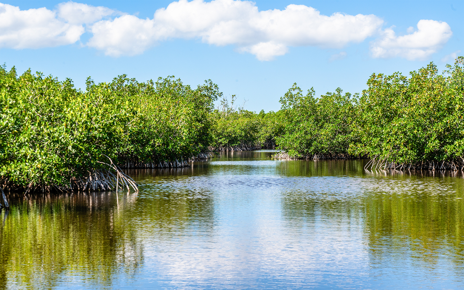 Mangrove-lined waterway in Everglades, Florida under a blue sky.