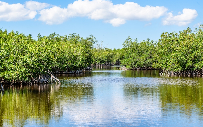 Mangrove-lined waterway in Everglades, Florida under a blue sky.