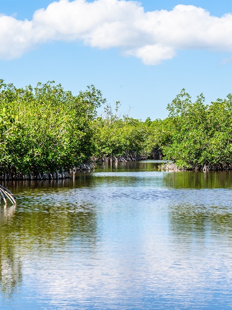 Mangrove-lined waterway in Everglades, Florida under a blue sky.