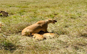 2-day nyerere national park safari from zanzibar with flights & boat safari-5