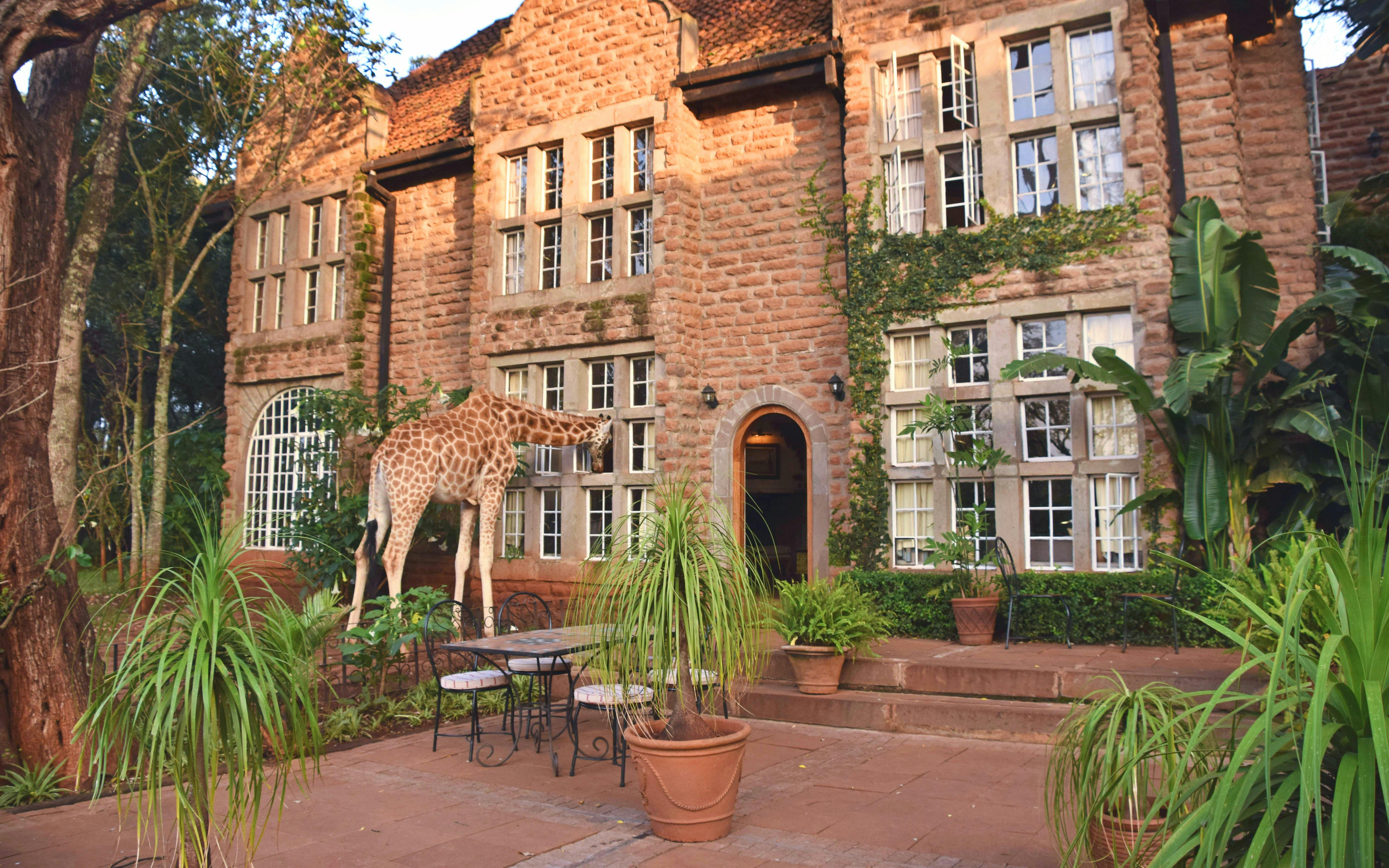Giraffe looking through window of Karen Blixen house in Nairobi.