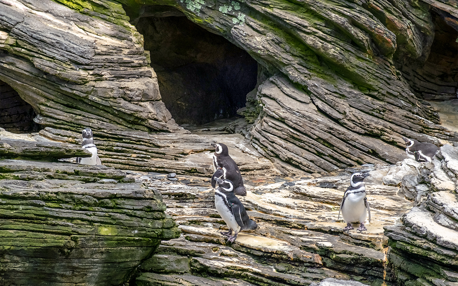 Penguins on rocky terrain at Oceanario Lisboa.