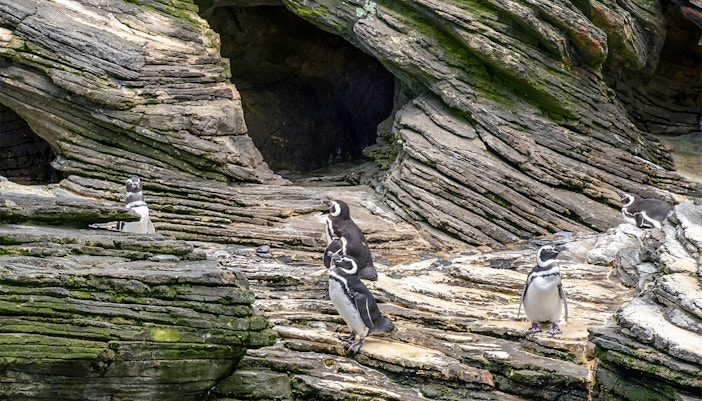Penguins on rocky terrain at Oceanario Lisboa.