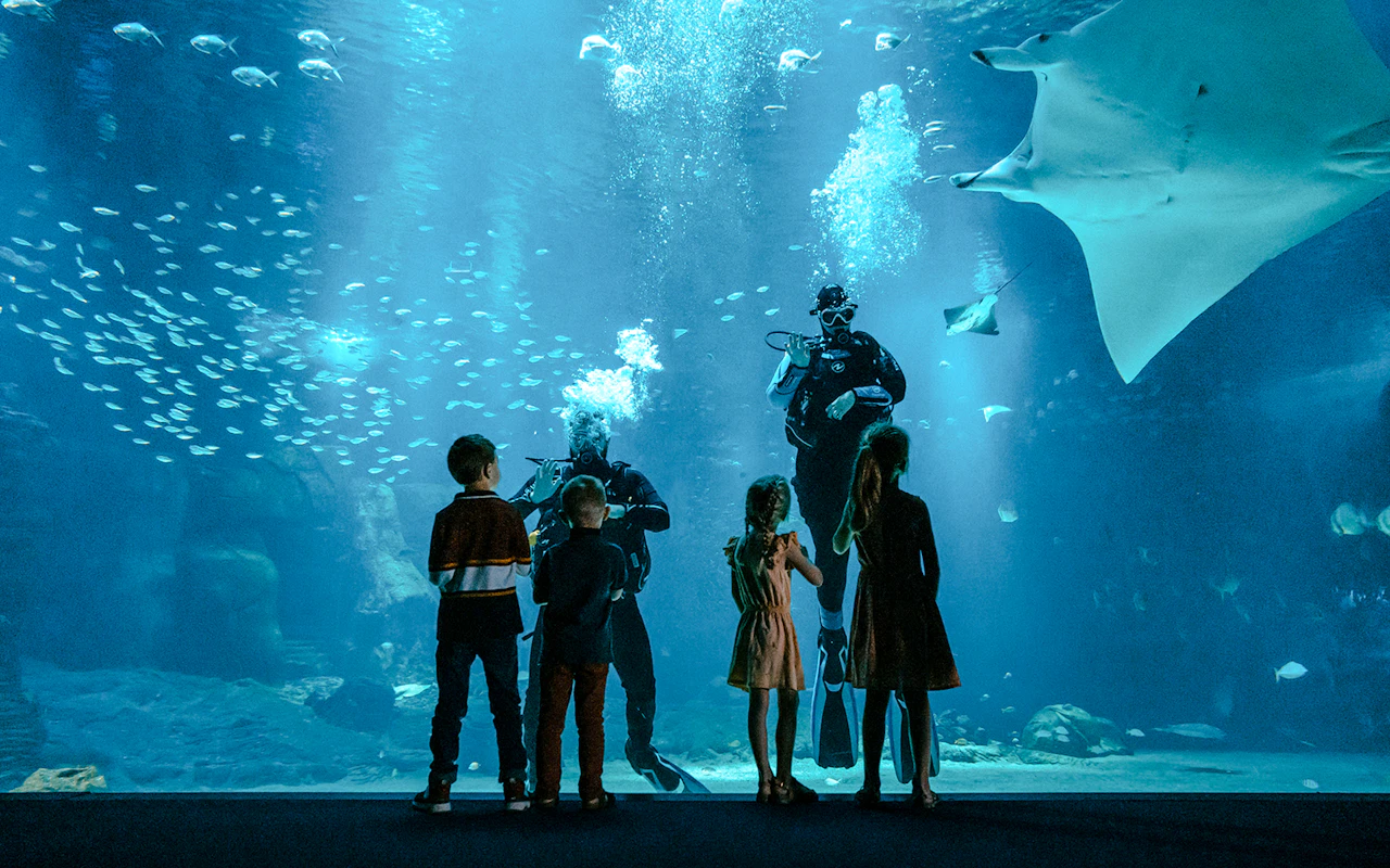 Nausicaá - Visite guidée sur le thème des requins au Centre national de la mer