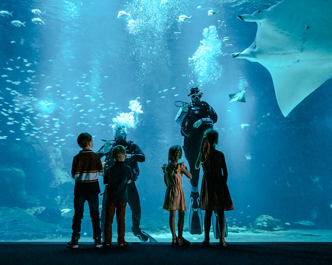 Nausicaá - National Sea Center Shark Guided Tour