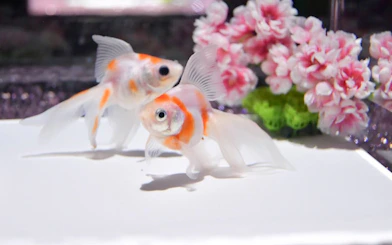 Two goldfish swimming near pink flowers at Art Aquarium Museum GINZA.