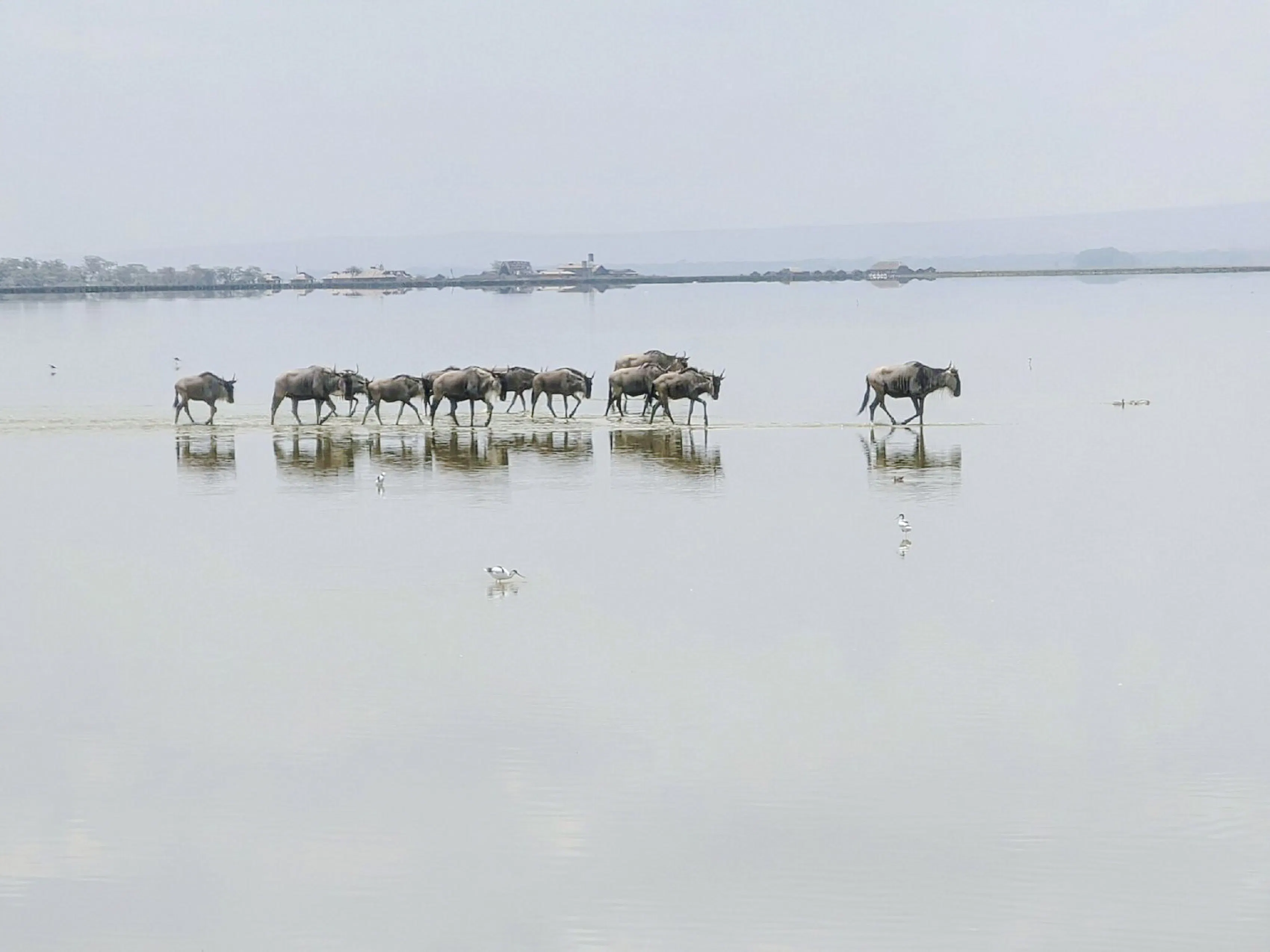 Wildebeest crossing a shallow lake in Amboseli National Park, Kenya.
