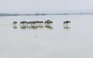 Wildebeest crossing a shallow lake in Amboseli National Park, Kenya.