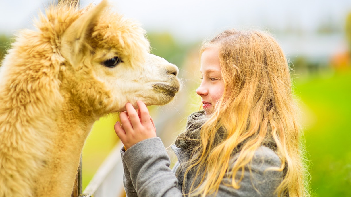 Alpaca World