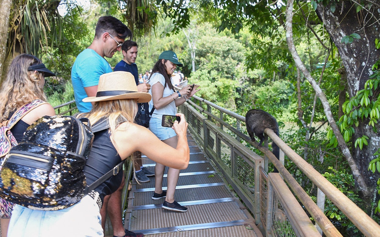 Tourists photographing coatis on a walkway near Iguazu Falls.