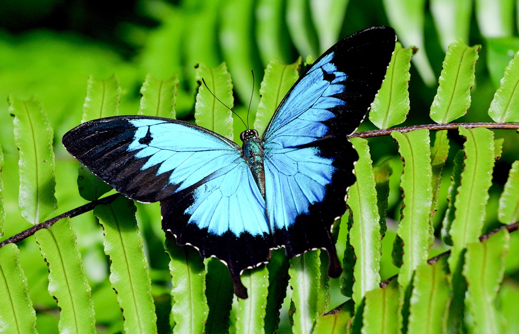 Kuranda Butterfly Sanctuary
