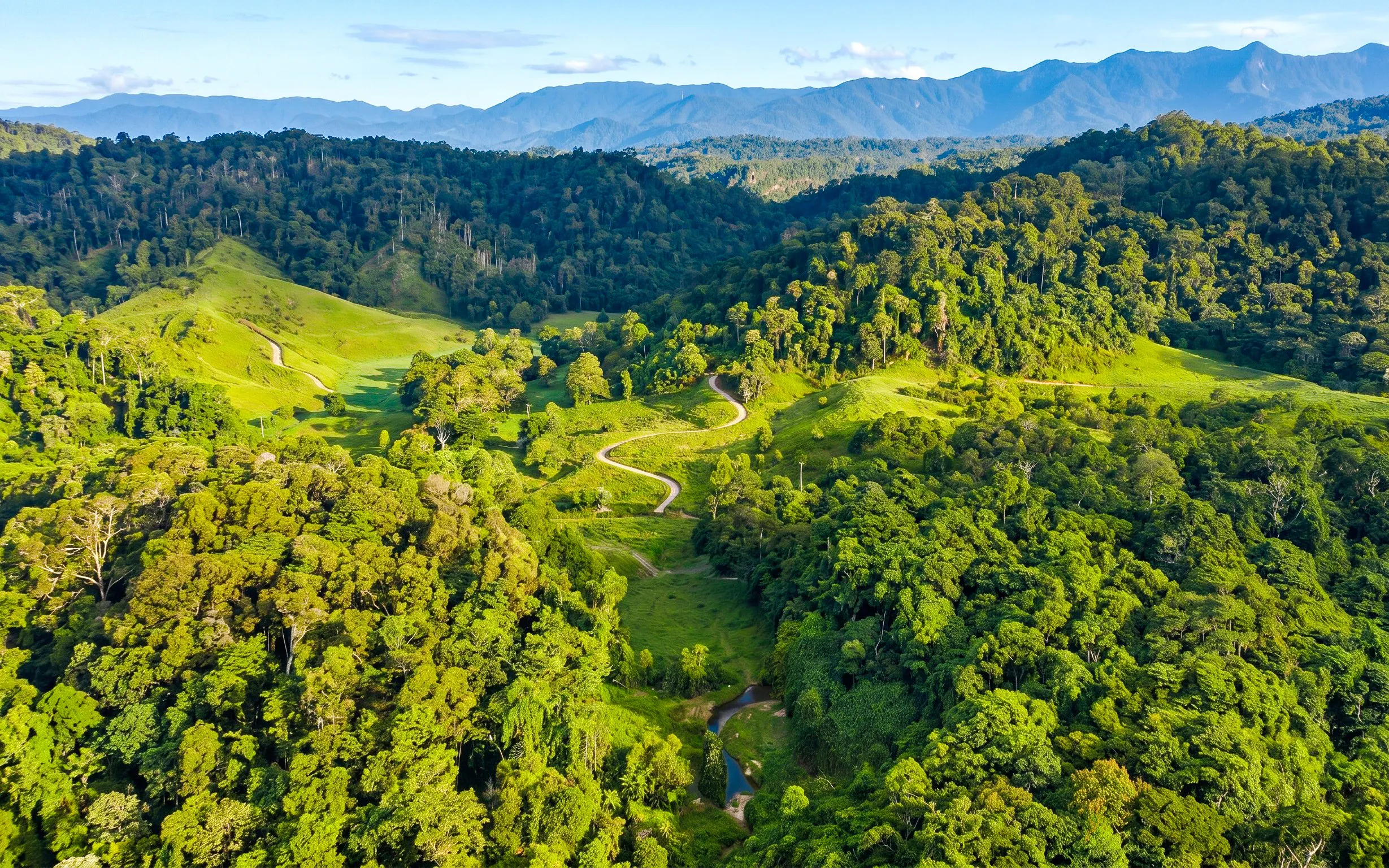 Aerial view of lush Daintree Rainforest with winding path, Queensland, Australia.