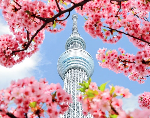 Tokyo Skytree framed by blooming cherry blossoms.