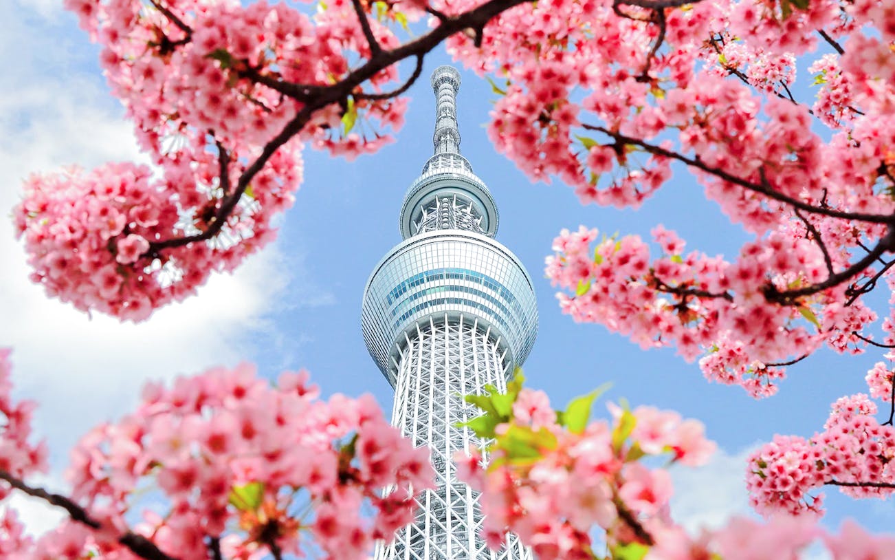 Tokyo Skytree framed by blooming cherry blossoms.