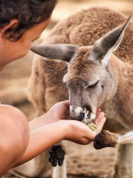 Child feeding a kangaroo at Oakvale Wildlife Park.