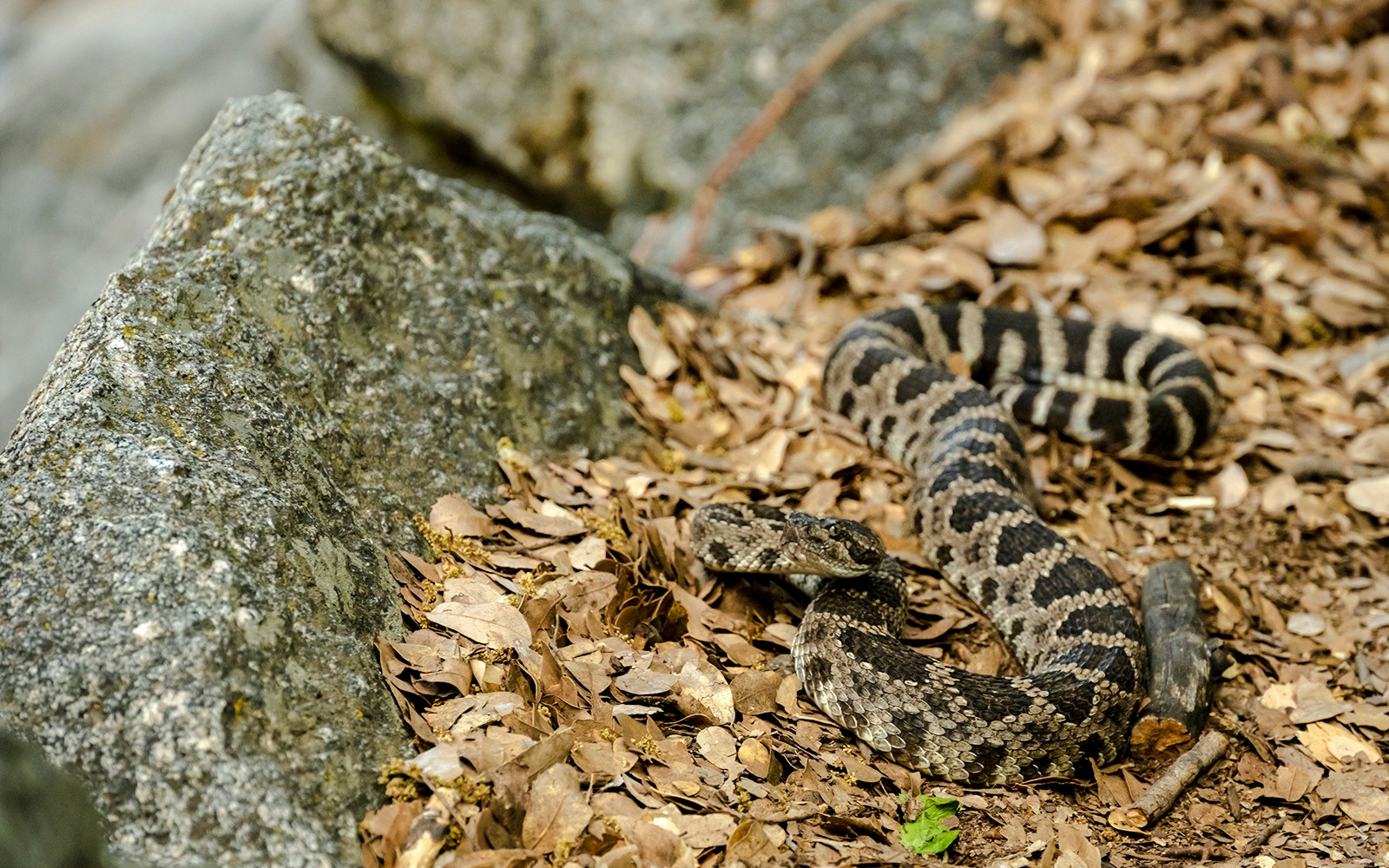 Rattlesnake coiled on rocky ground at the Grand Canyon.