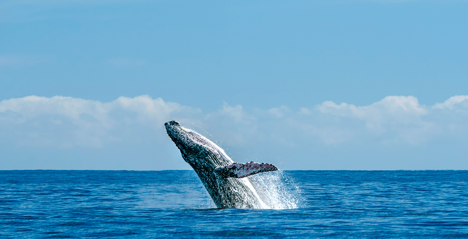 Whale breaching the ocean surface under a clear blue sky.