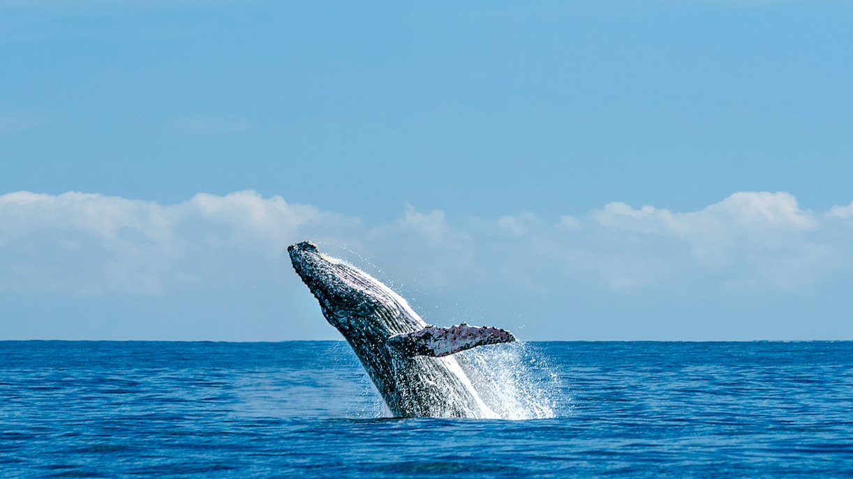 Whale breaching the ocean surface under a clear blue sky.