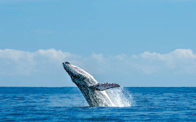 Whale breaching the ocean surface under a clear blue sky.