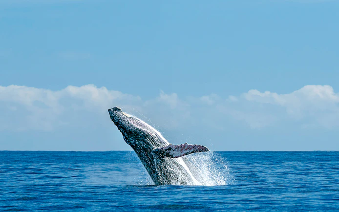 Whale breaching the ocean surface under a clear blue sky.