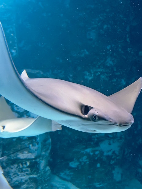 Stingrays swimming underwater in a marine environment.