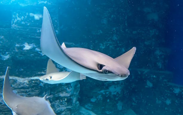 Stingrays swimming underwater in aquarium exhibit.