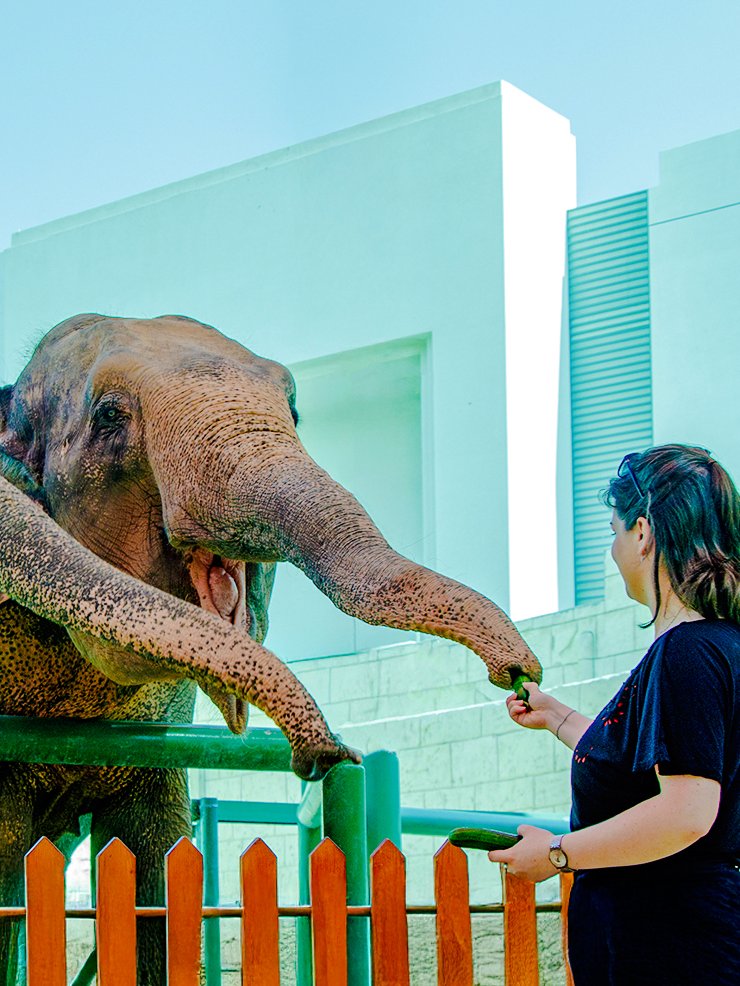 Person feeding an elephant at a zoo encounter.