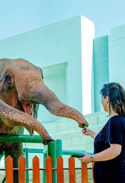 Person feeding an elephant at a zoo encounter.