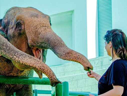 Person feeding an elephant at a zoo encounter.