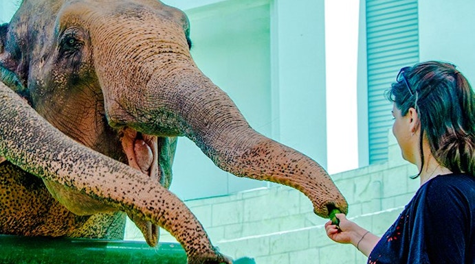 Person feeding an elephant at a zoo encounter.