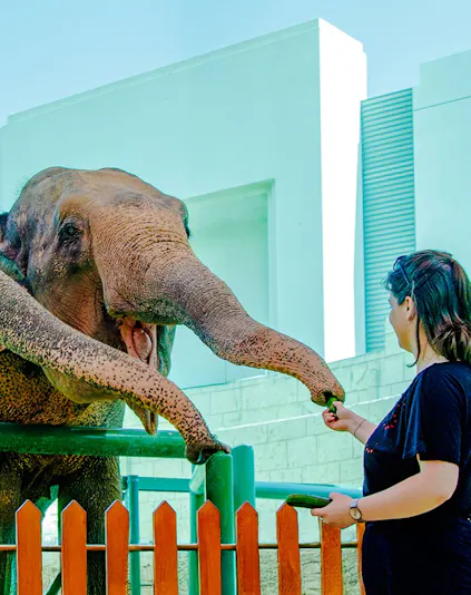 Person feeding an elephant at a zoo encounter.